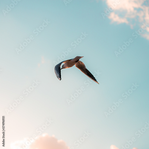 pelican flying in the sky