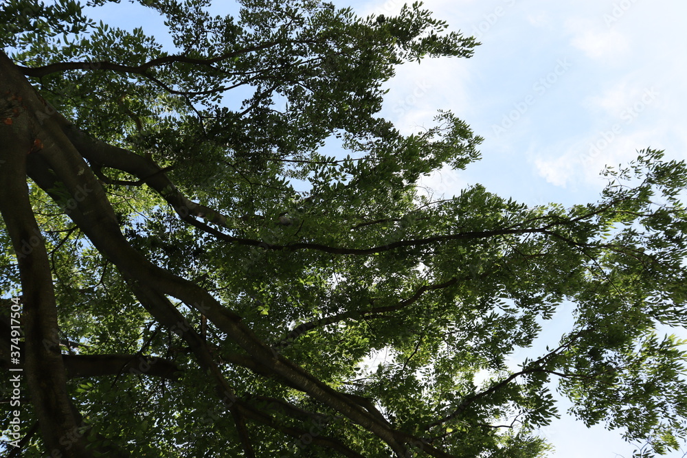 Fototapeta premium 木と空のコラボレーション