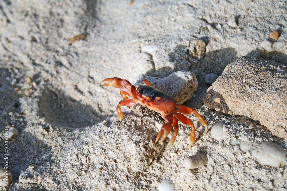 crab on the beach