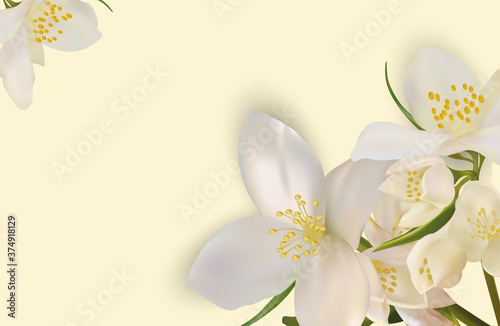 Beautiful jasmine background for your text or banner. White blooming jasmine. Banner for beauty product, perfume or medicine. 3d jasmine on yellow background. Vector illustration. 