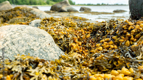 Bild auf Leinwand Brown algae on the seashore close-up