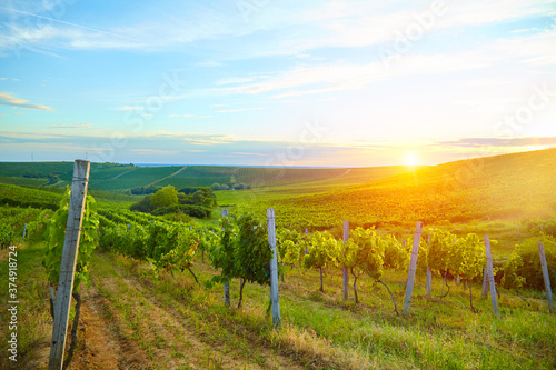 Fototapeta Naklejka Na Ścianę i Meble -  Ripe grapes on vines in Tuscany, Italy. Picturesque winery, vineyard. Sunset warm light. Eco. Sustainable