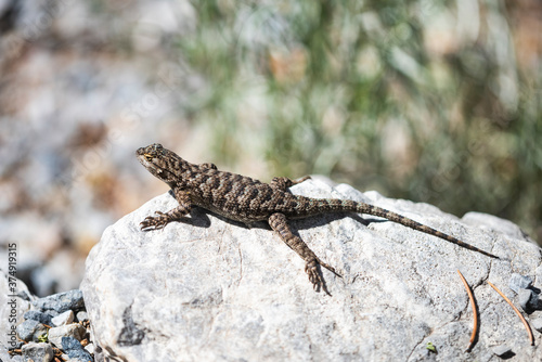 Western Fence Lizard  Sceloporous occidentalis  Morning Sunning