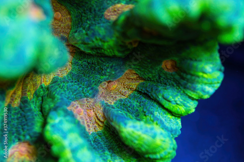 Fototapeta Naklejka Na Ścianę i Meble -  Beautiful pectinia lps coral in coral reef aquarium tank. Macro shot. Selective focus.