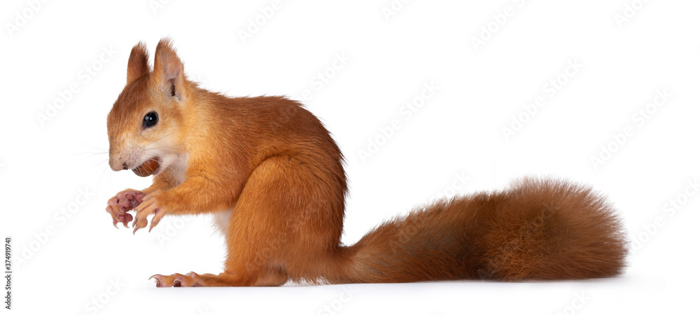 Red Japanese Lis squirrel, sitting side ways, holding a hazel nut in mouth. Looking towards camera. Isolated on white background. Red Japanese Lis squirrel, sitting side ways, holding a hazel nut in mouth. Looking towards camera. Isolated on white background.