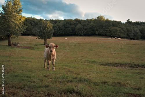 Weide in der Normandie