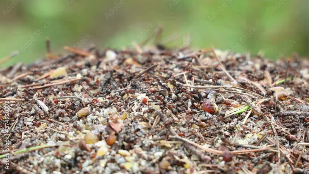 forest ants on an anthill on a Sunny day forest ants on an anthill on a Sunny day