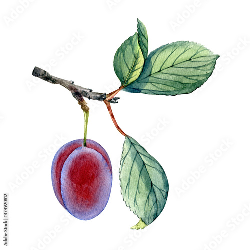 Watercolor hand drawn plum branch. Can be used as print, postcrad, invitation, greeting card, menu design, textile, packaging, label, stickers. photo