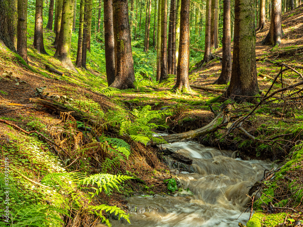 Sonnenstrahlen im Wald mit einem Bach Vogtland in Sachsen Sonnenstrahlen im Wald mit einem Bach Vogtland in Sachsen