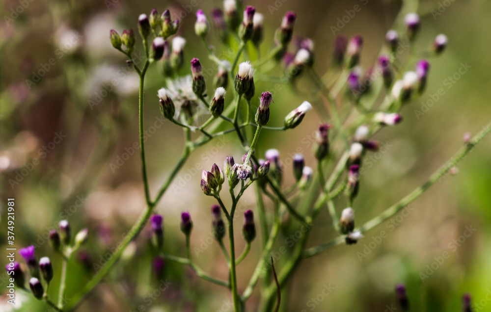 Artistic soft focus macro closeup of tiny Little Ironweed, Cyanthillium Cinereum with blurry background. Artistic soft focus macro closeup of tiny Little Ironweed, Cyanthillium Cinereum with blurry background.