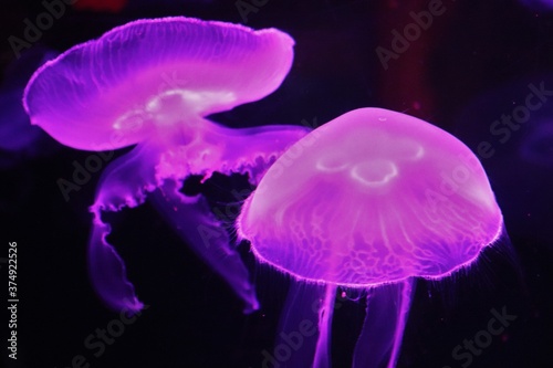 Illuminated jellyfish (2)