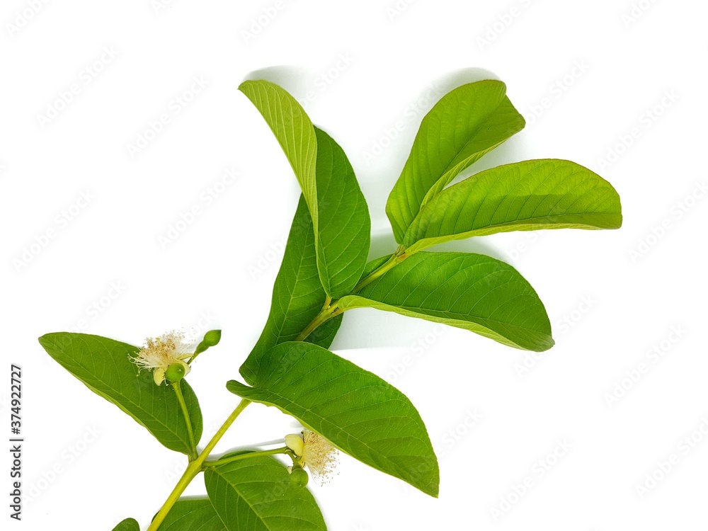 Guava leaves isolated on white background Guava leaves isolated on white background