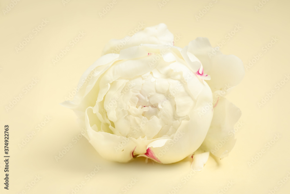 Beautiful white peony flower on beige background