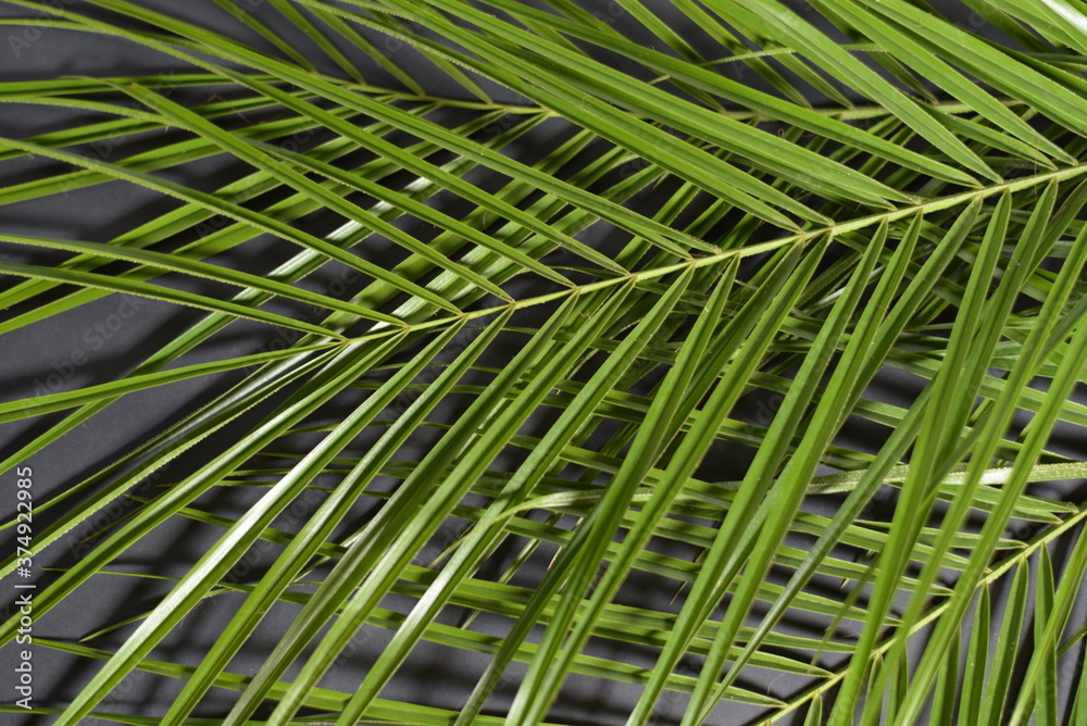 Fatsia leaf on black background - a tropical leaf Fatsia leaf on black background - a tropical leaf