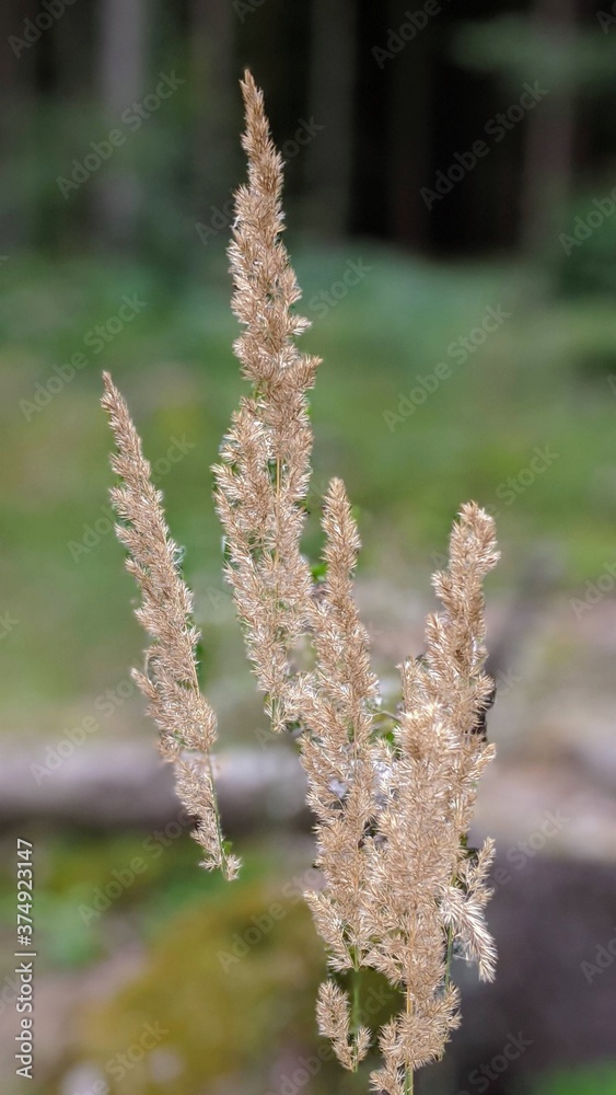 Flowering Reed Grass Close-up. Smallweed. Calamagrostis Flowering Reed Grass Close-up. Smallweed. Calamagrostis