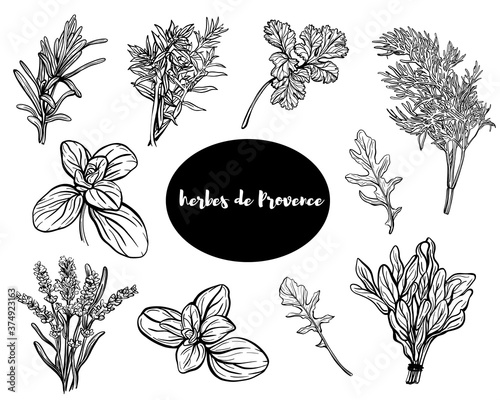 Herbes de Provence.Set of herbs: rosemary, Basil, thyme, sage, peppermint, savory, oregano, marjoram.Aromatic and fragrant seasonings. Hand drawn vector illustration