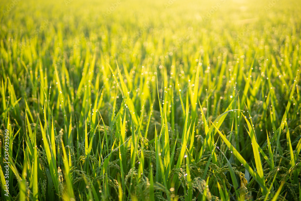 朝露に濡れる稲穂