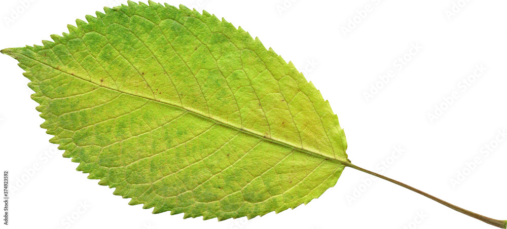 Fototapeta premium Isolated realistic colorful leaf on white background. Organic decorative element.