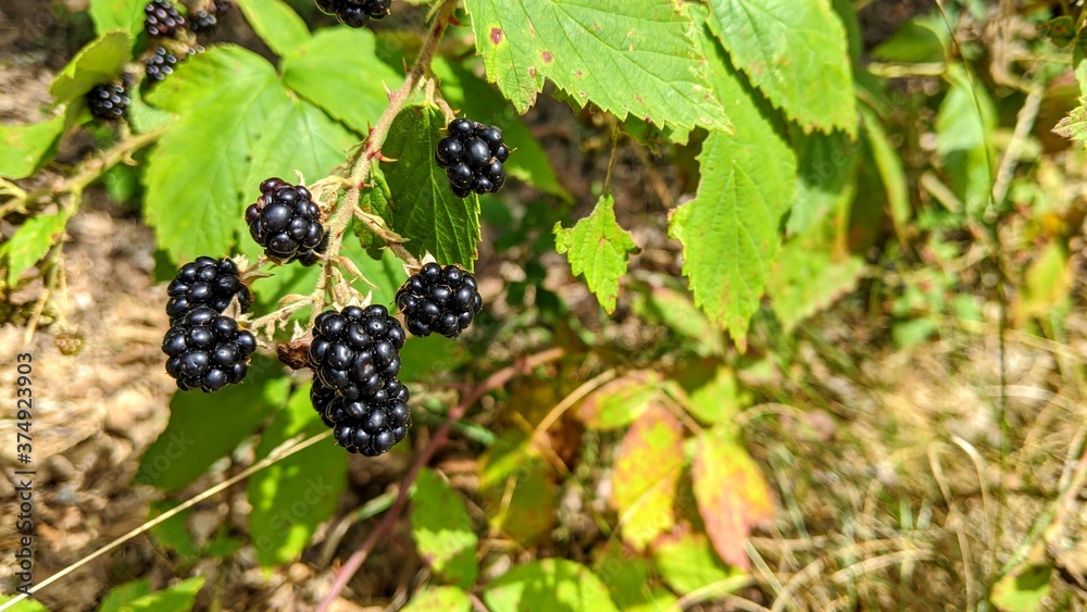 Fresh Ripe Blackberries on a Bramble-Bush. Close-up Fresh Ripe Blackberries on a Bramble-Bush. Close-up