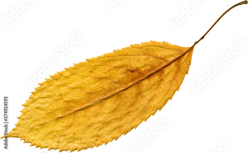 Isolated realistic colorful leaf on white background. Organic decorative element.
