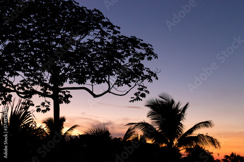 Silhouettes of palm trees at sunset with a background of  evening sky. Cuba  Holguin