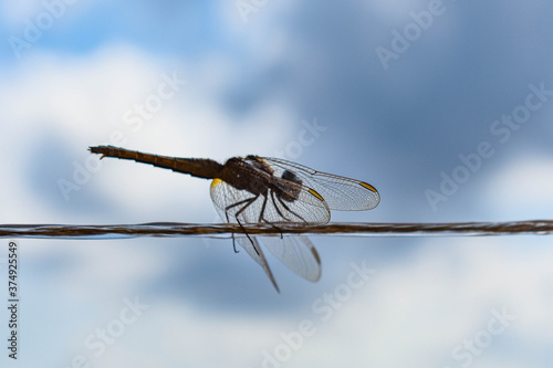 Valokuva Libélula anisoptera