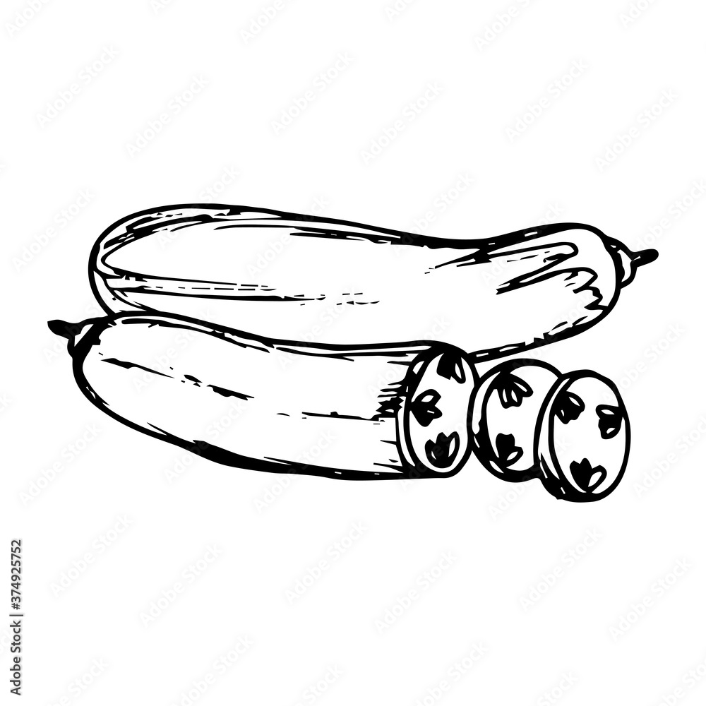 Sketch hand drawn of cucumber illustration Sketch hand drawn of cucumber illustration