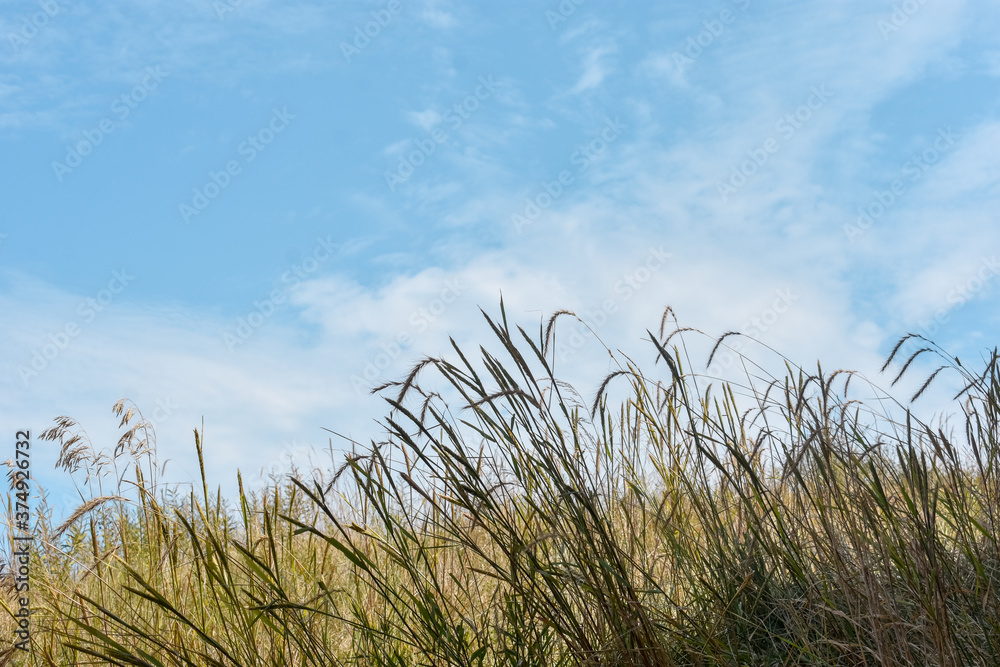 Fototapeta premium grass and sky