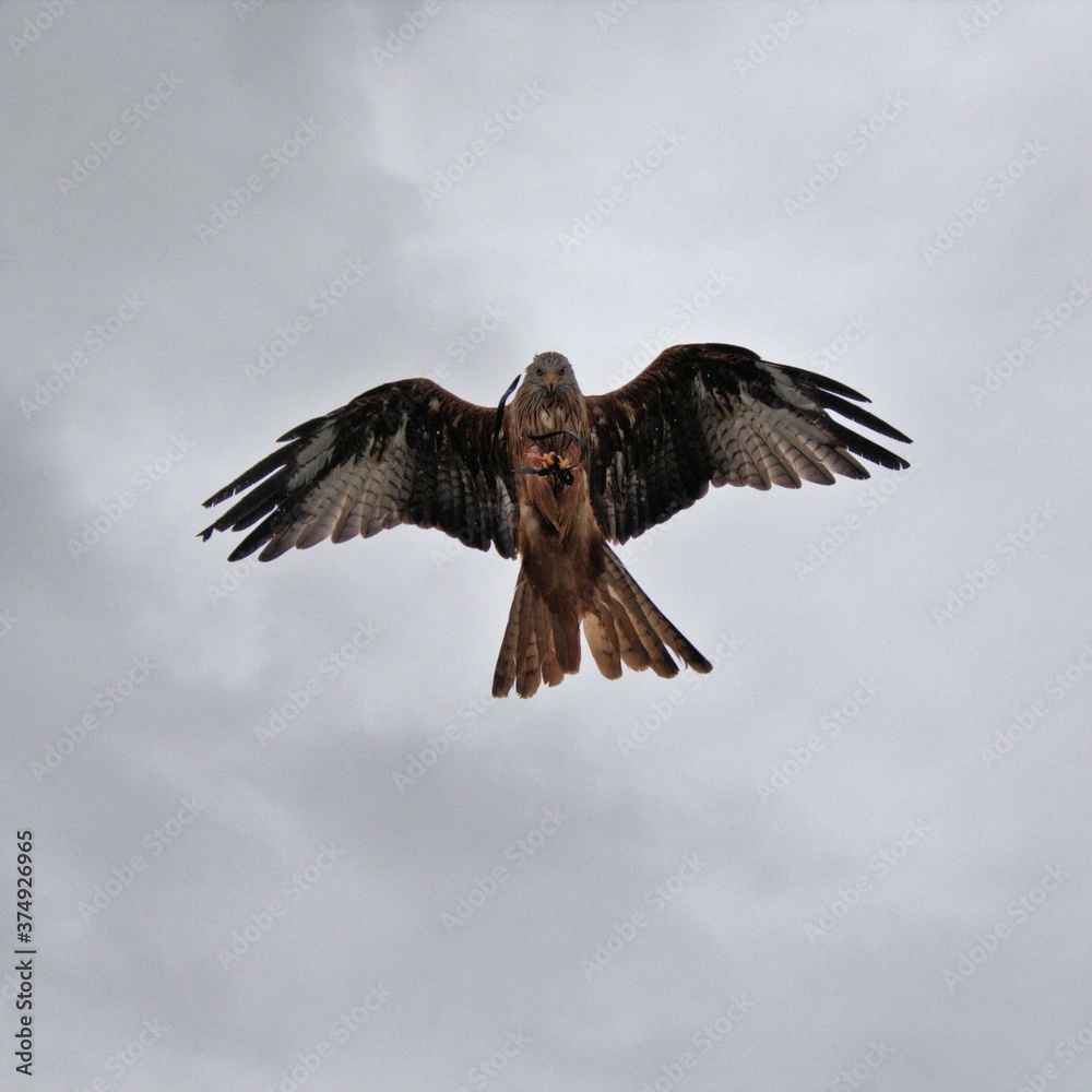 Fototapeta premium A Red Kite in flight
