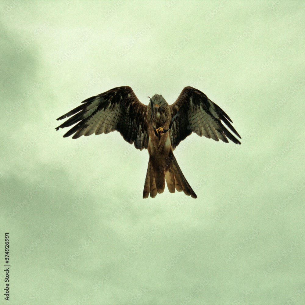 Fototapeta premium A Red Kite in flight