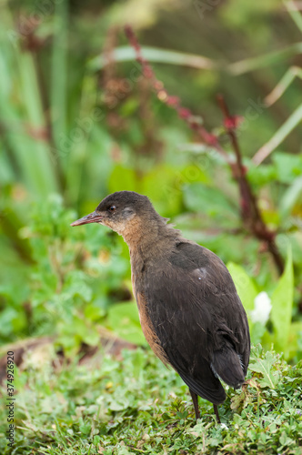 Rouget's Rail (Rougetius rougetii), Bale mountains national park, Ethiopia photo