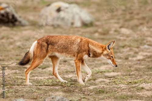Ethiopian Wolf (Canis simensis), Bale mountains national park, Ethiopia photo