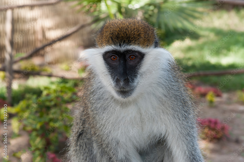 Vervet Monkey (Cercopithecus aethiops), Cercopithecidae Family, Awasa, Ethiopia Vervet Monkey (Cercopithecus aethiops), Cercopithecidae Family, Awasa, Ethiopia