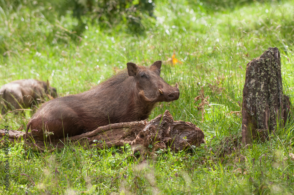 Fototapeta premium Eritrean Warthog (Phacochoerus africanus aeliani), Bale Mountains, Ethiopia