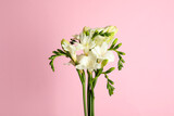 Beautiful freesia flowers on light pink background