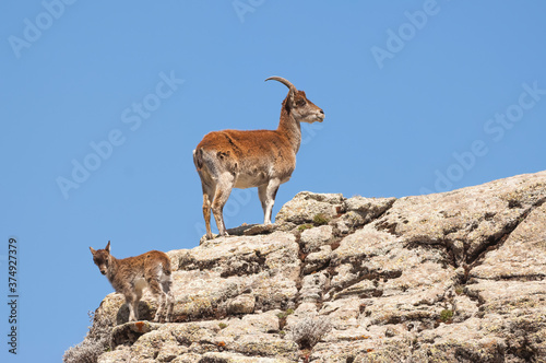 Walia Ibex (Capra walie), Simien mountains national park, Amhara region, North Ethiopia © Gabrielle