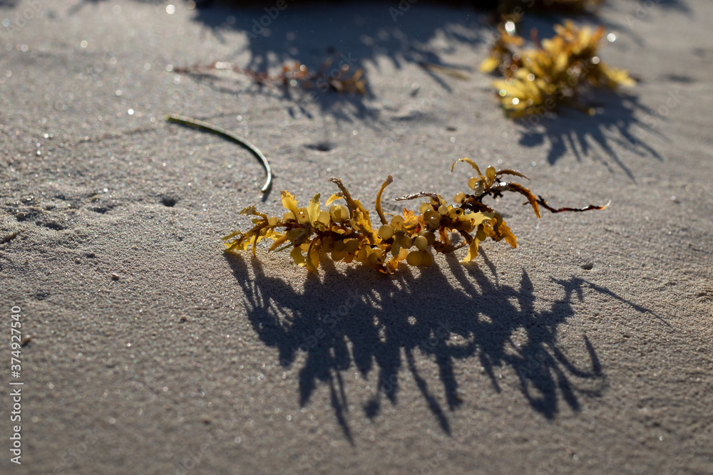 green and yellow seaweed on the yellow sand in the beach of Cuba