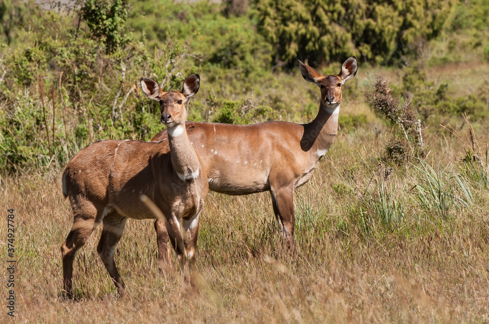 Female mountain Nyala (Tragelaphus buxtoni) or Balbok, Bale Mountains, Ethiopia Female mountain Nyala (Tragelaphus buxtoni) or Balbok, Bale Mountains, Ethiopia