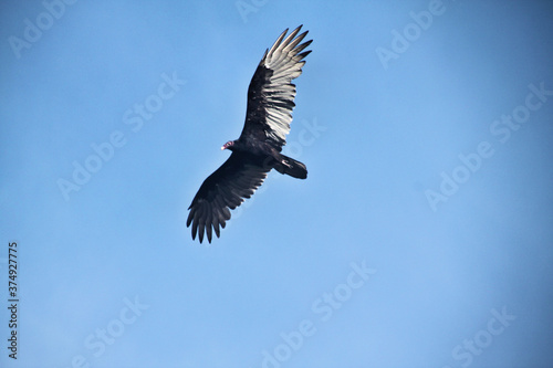 A Turkey Vulture in flight © Simon Edge