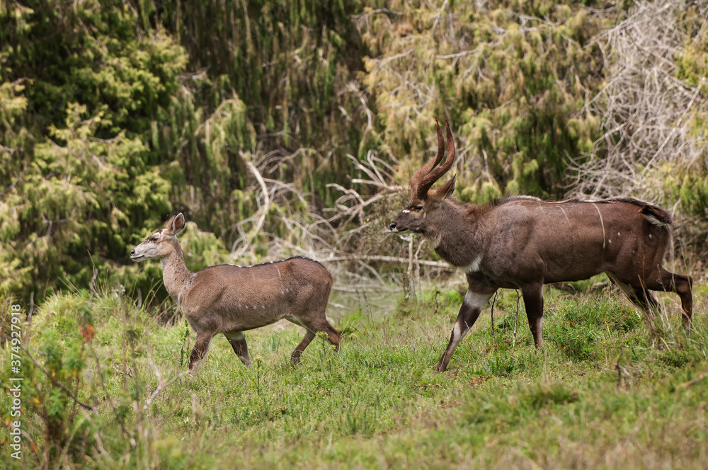 Male and female mountain Nyala (Tragelaphus buxtoni) or Balbok, Bale Mountains, Ethiopia Male and female mountain Nyala (Tragelaphus buxtoni) or Balbok, Bale Mountains, Ethiopia