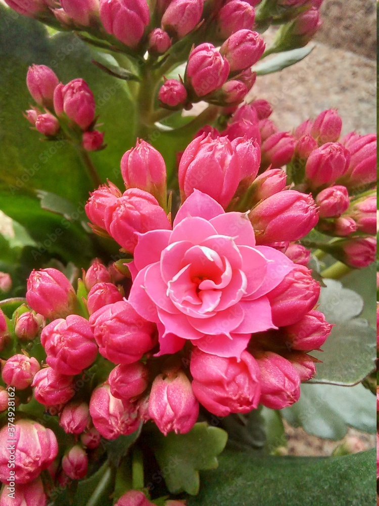 bouquet of pink roses bouquet of pink roses