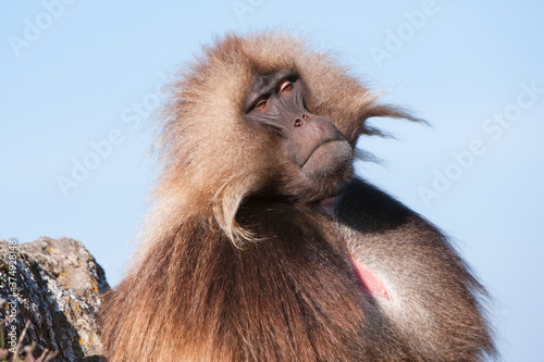 Gelada baboon (Theropithecus Gelada), Simien mountains national park, Amhara region, North Ethiopia