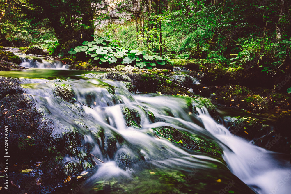 stream in the forest

