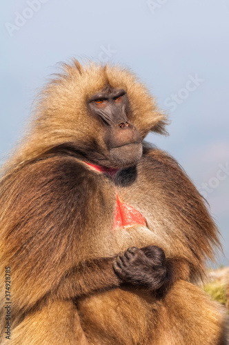 Gelada baboon (Theropithecus Gelada), Simien mountains national park, Amhara region, North Ethiopia