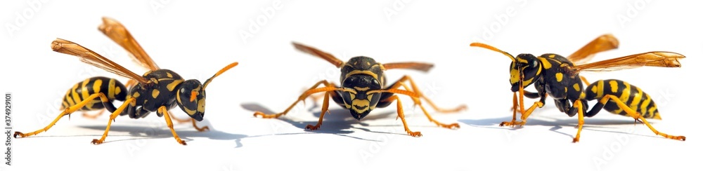 European wasp German wasp or German yellow jacket European wasp German wasp or German yellow jacket