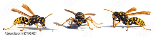 European wasp German wasp or German yellow jacket