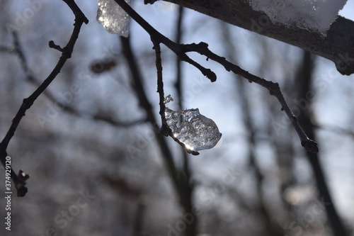 Kryształ lodu na gałęzi