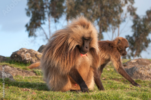 Gelada baboons (Theropithecus Gelada) in the grass, Simien mountains national park, Amhara region, North Ethiopia