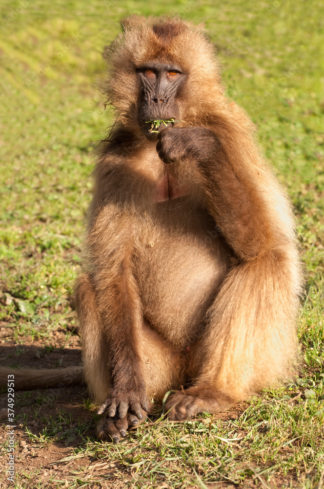 Gelada baboon (Theropithecus Gelada), Simien mountains national park, Amhara region, North Ethiopia Gelada baboon (Theropithecus Gelada), Simien mountains national park, Amhara region, North Ethiopia