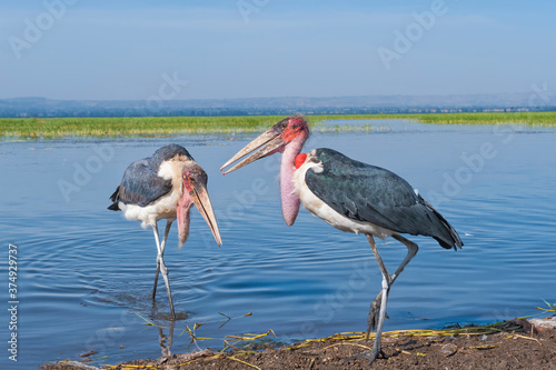 Marabou Stork (Leptoptilos crumeniferus), Awasa harbor, Ethiopia photo